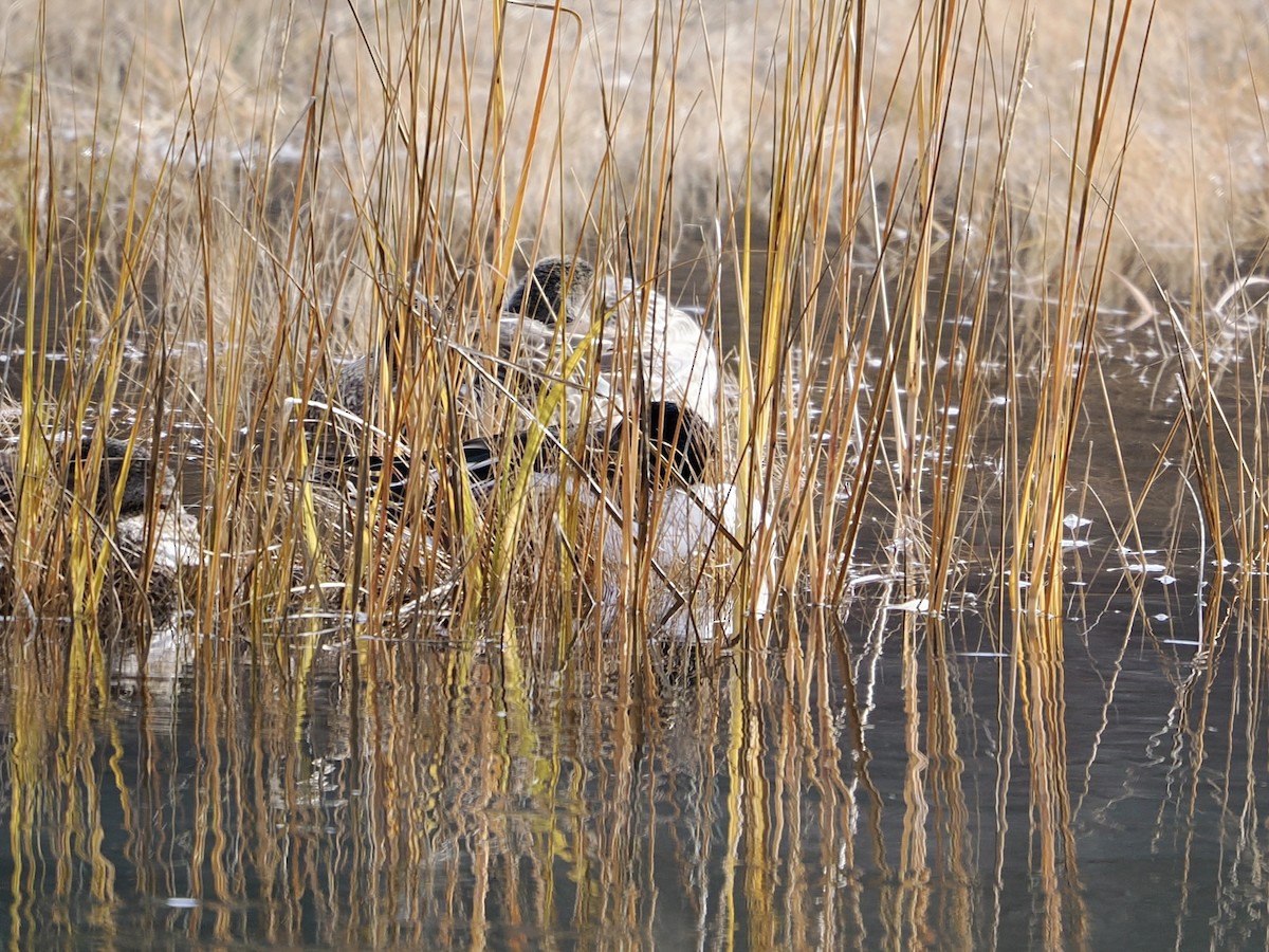 Kaşıkgaga - ML646562680