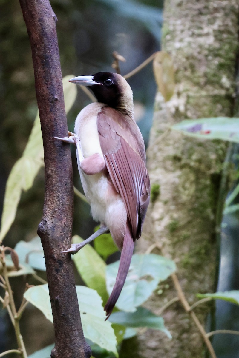 Küçük Cennetkuşu - ML646562681