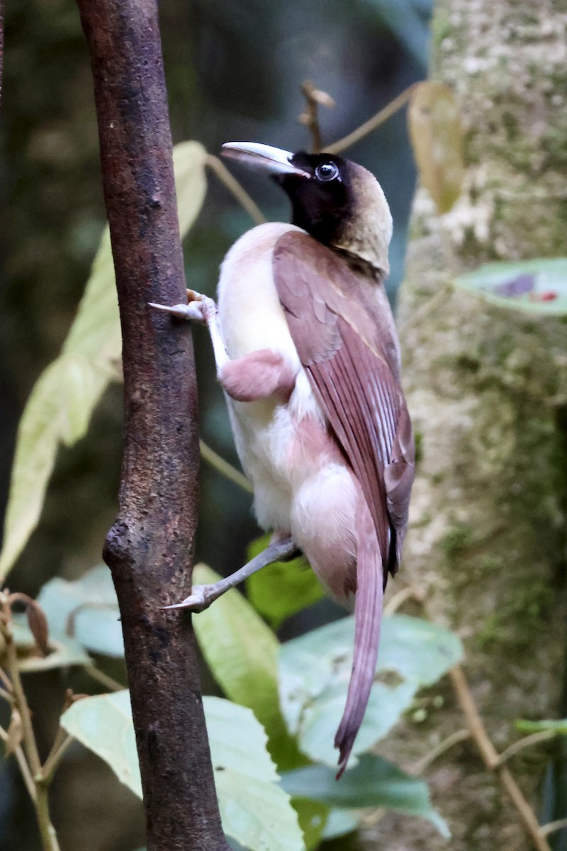 Küçük Cennetkuşu - ML646562682