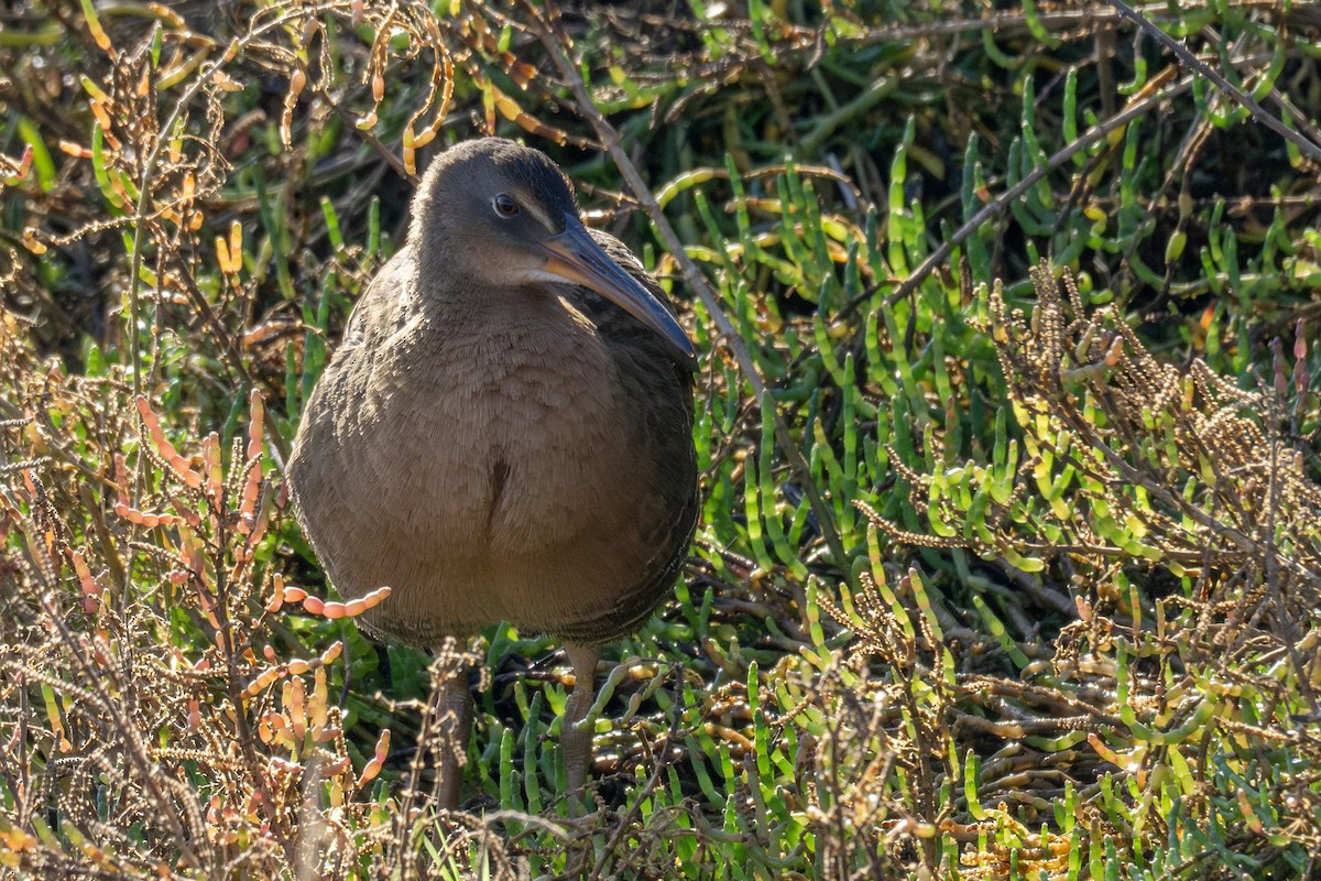 chřástal kalifornský - ML646562684