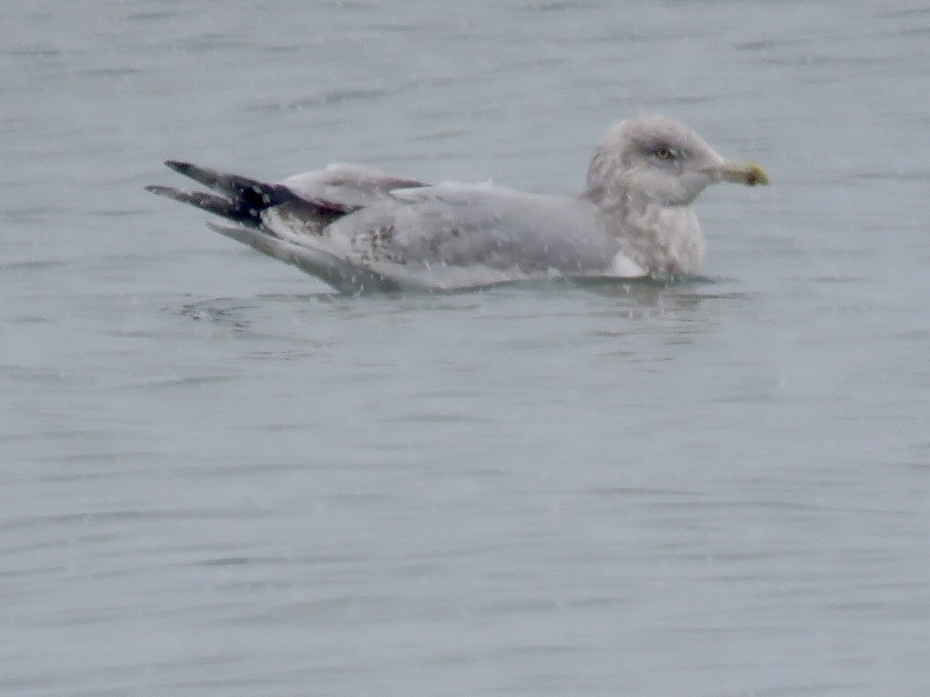 Amerika Gümüş Martısı - ML646562685