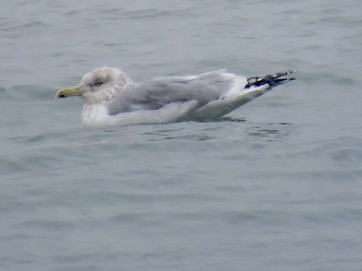 Amerika Gümüş Martısı - ML646562686