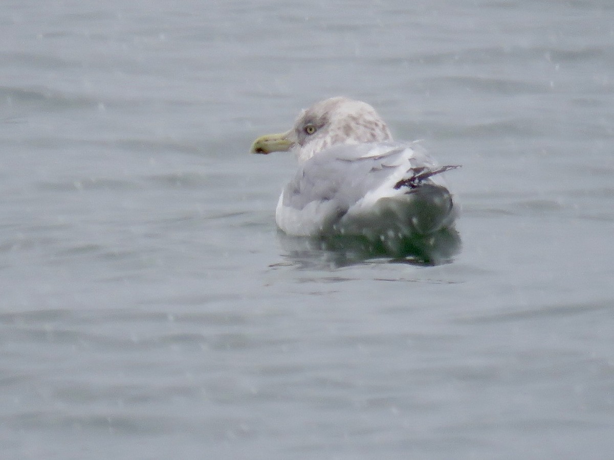 Amerika Gümüş Martısı - ML646562687