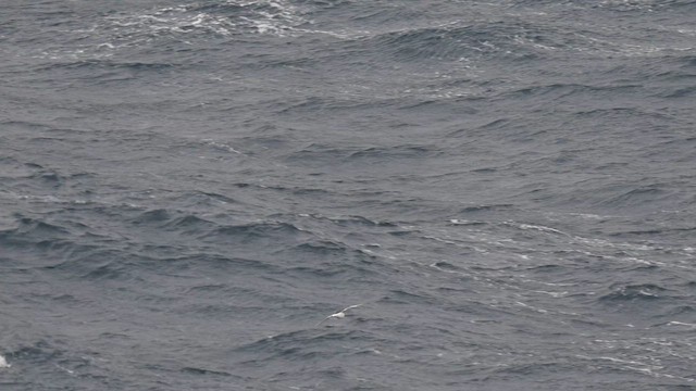 Антарктический буревестник - ML646562689