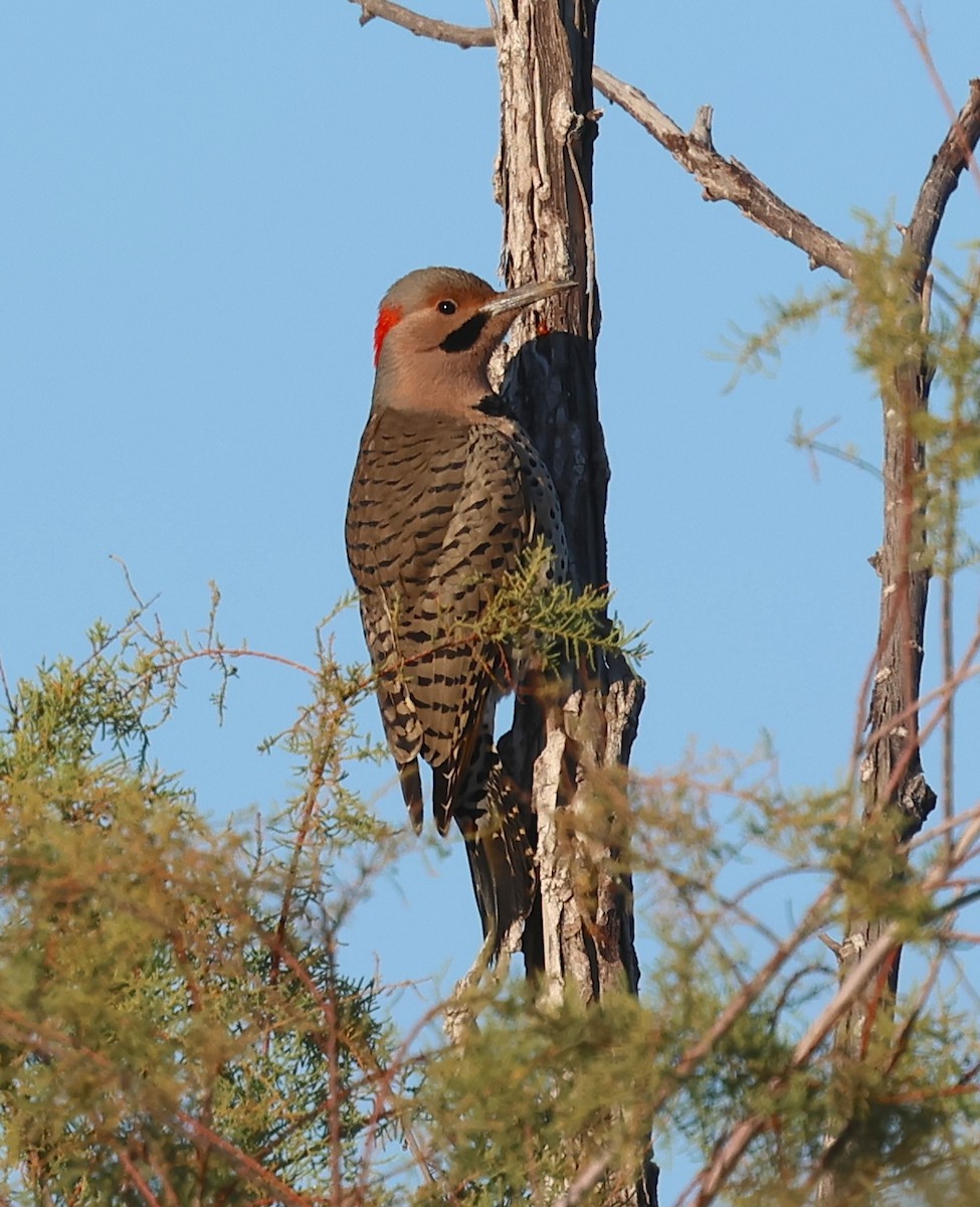 Altın Ağaçkakan (auratus/luteus) - ML646562690