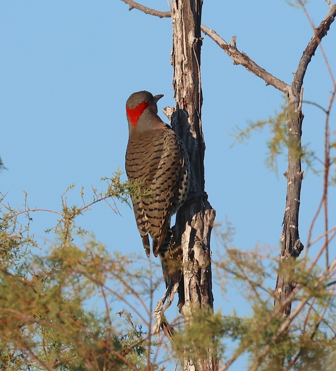 Altın Ağaçkakan (auratus/luteus) - ML646562691
