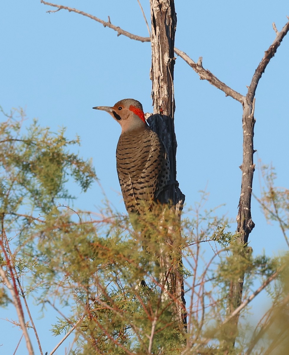 Altın Ağaçkakan (auratus/luteus) - ML646562692