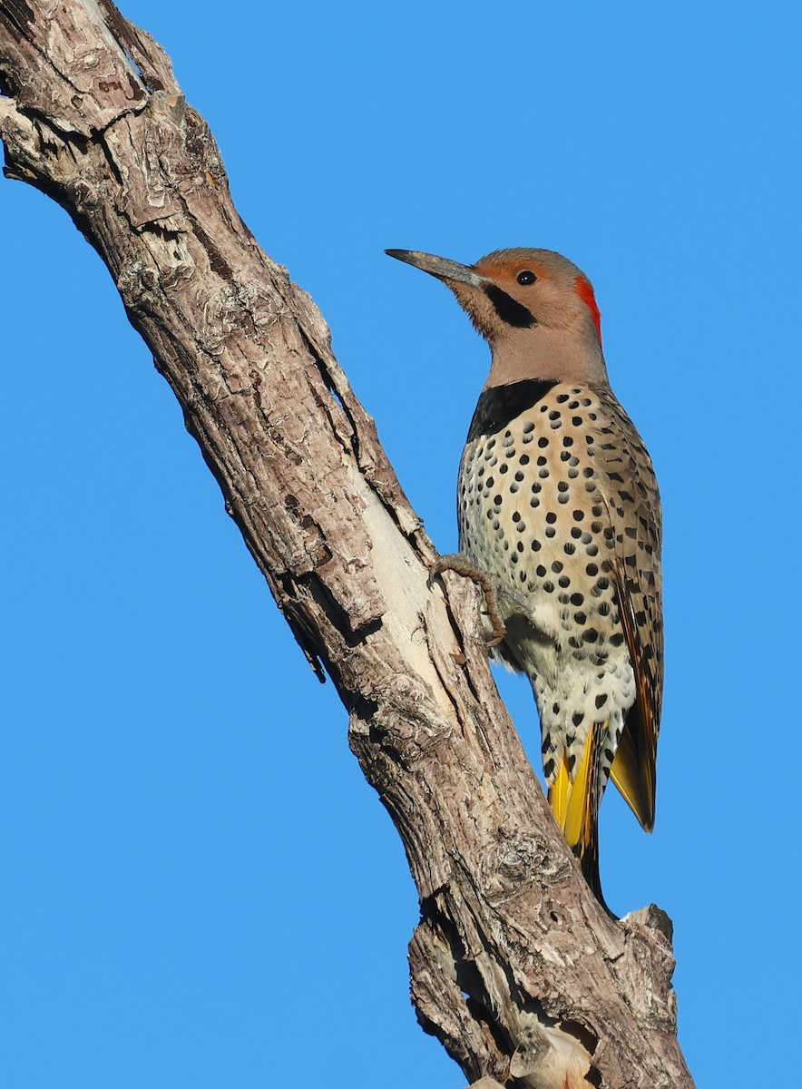 Altın Ağaçkakan (auratus/luteus) - ML646562693