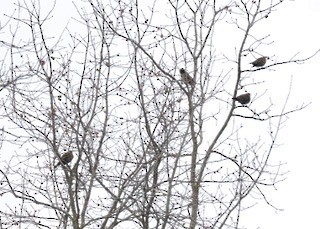 Al Kanatlı Karatavuk - ML646562694