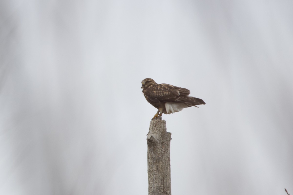 Paçalı Şahin - ML646562695