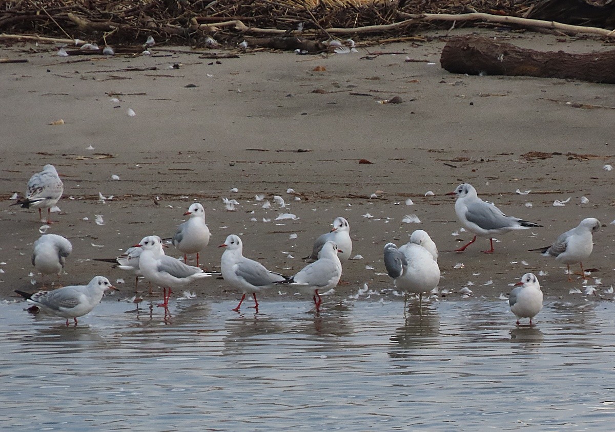 Karabaş Martı - ML646562696