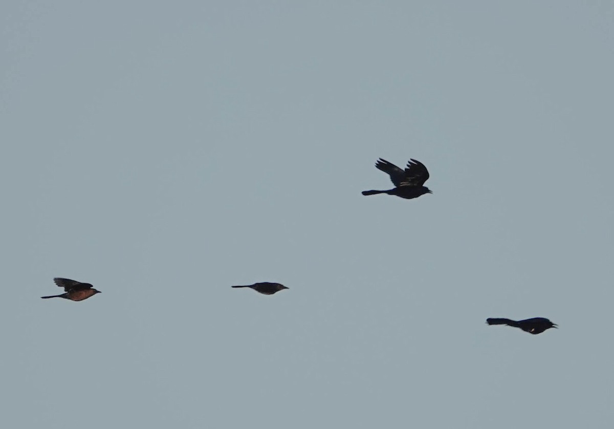 Büyük Kuyruklu Kiskal - ML646562697