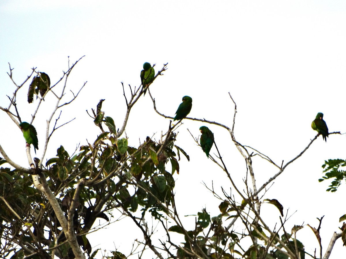 Tovi Papağanı - ML646562698