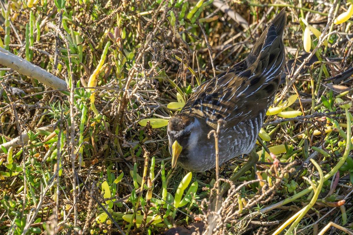 chřástal karolínský - ML646562699