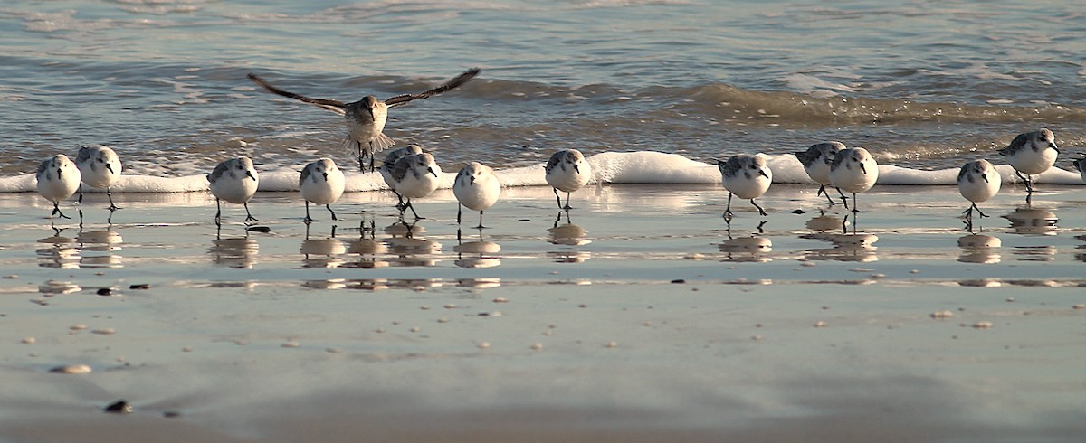 Dunlin - ML646562702