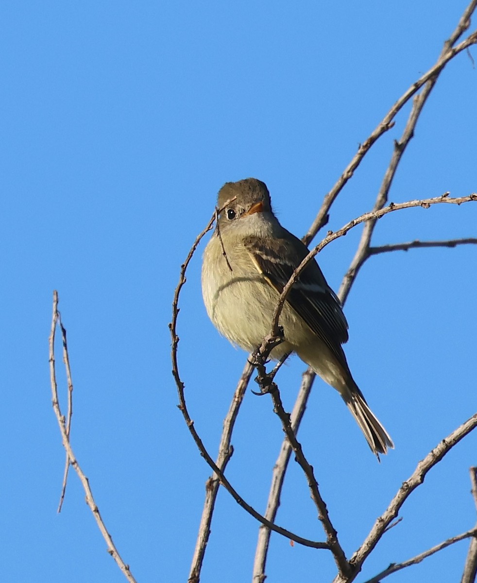 Hammond's Flycatcher - ML646562704