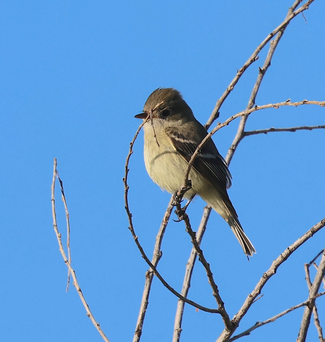 Hammond's Flycatcher - ML646562705