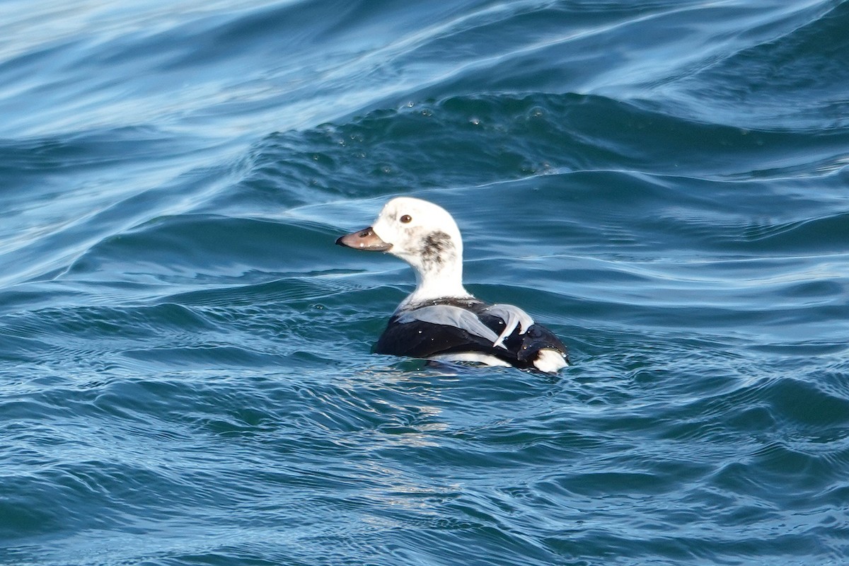 Long-tailed Duck - ML646562707