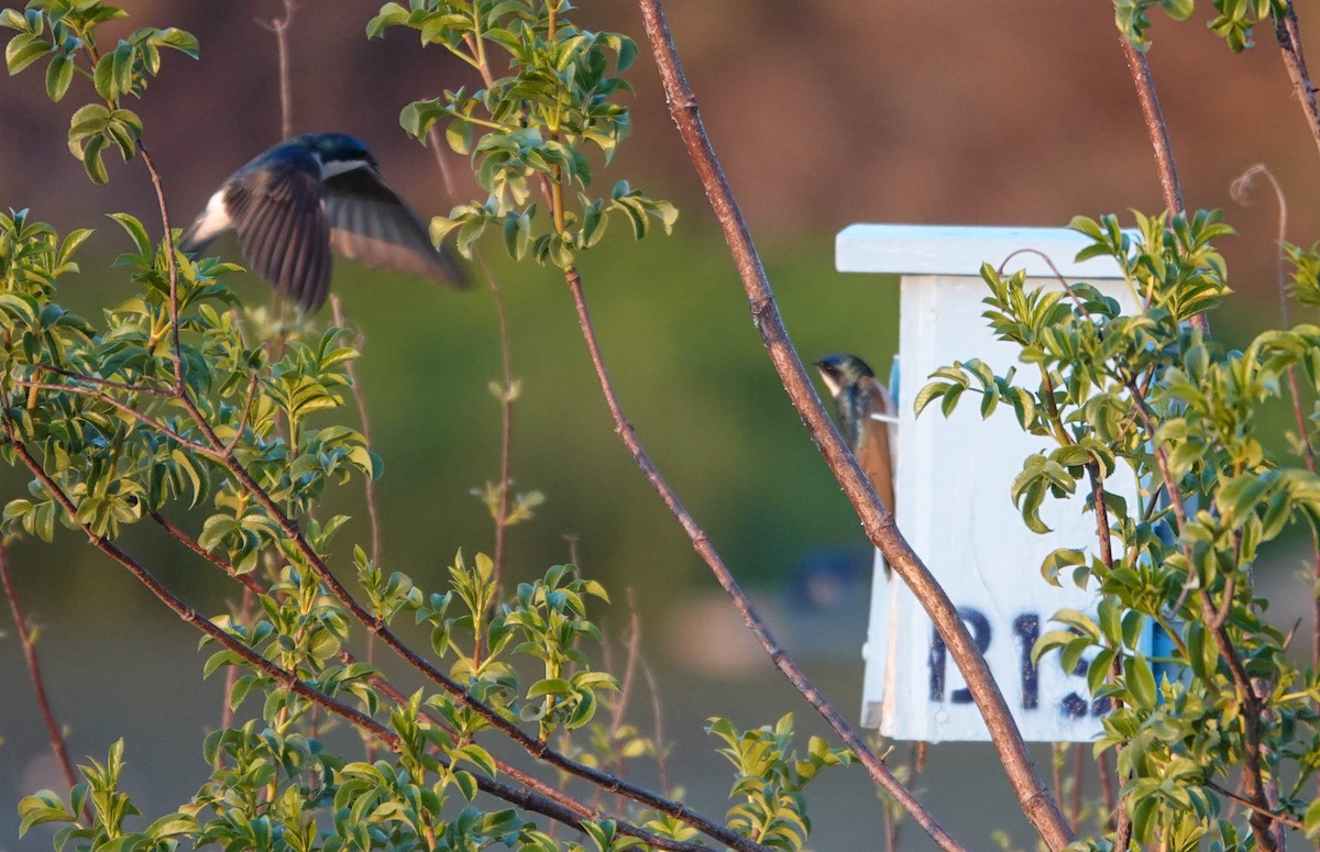 Tree Swallow - ML646562708