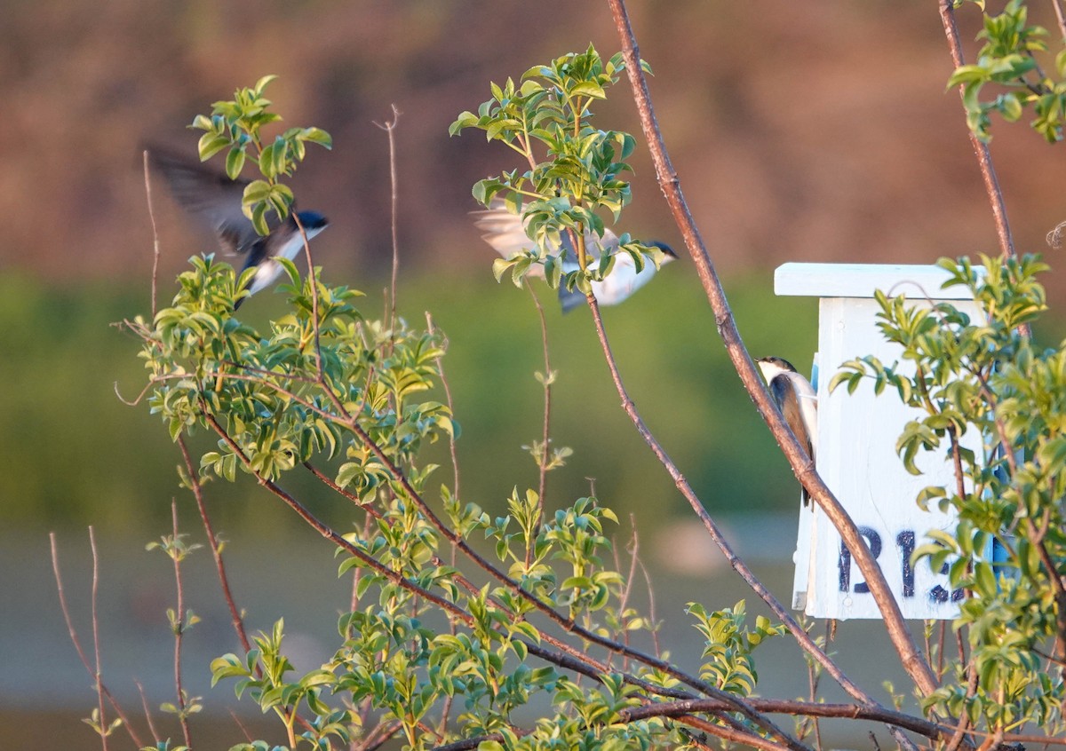 Tree Swallow - ML646562709