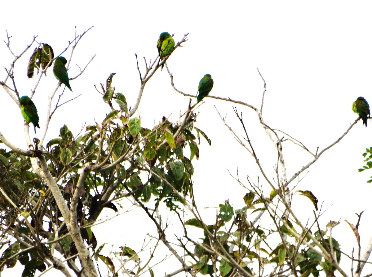 Orange-chinned Parakeet - ML646562710