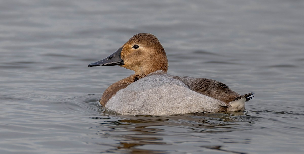 Canvasback - ML646562711