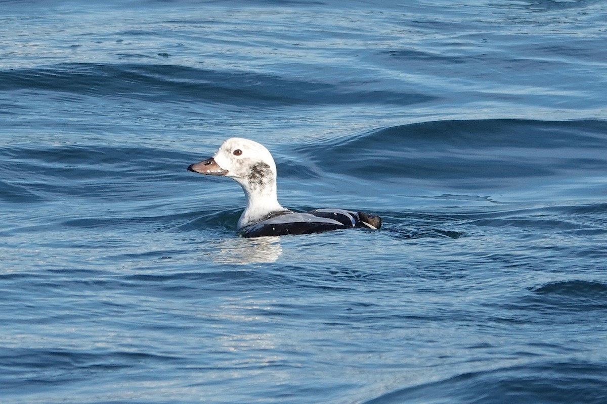 Long-tailed Duck - ML646562713