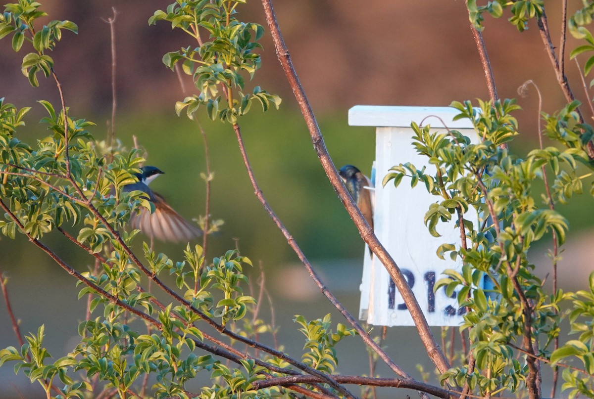 Tree Swallow - ML646562714