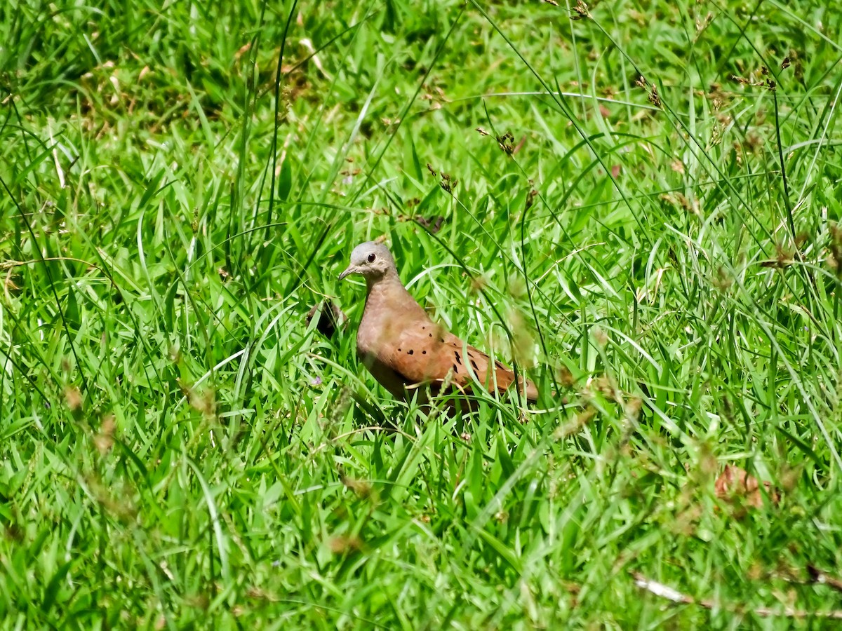 Ruddy Ground Dove - ML646562716