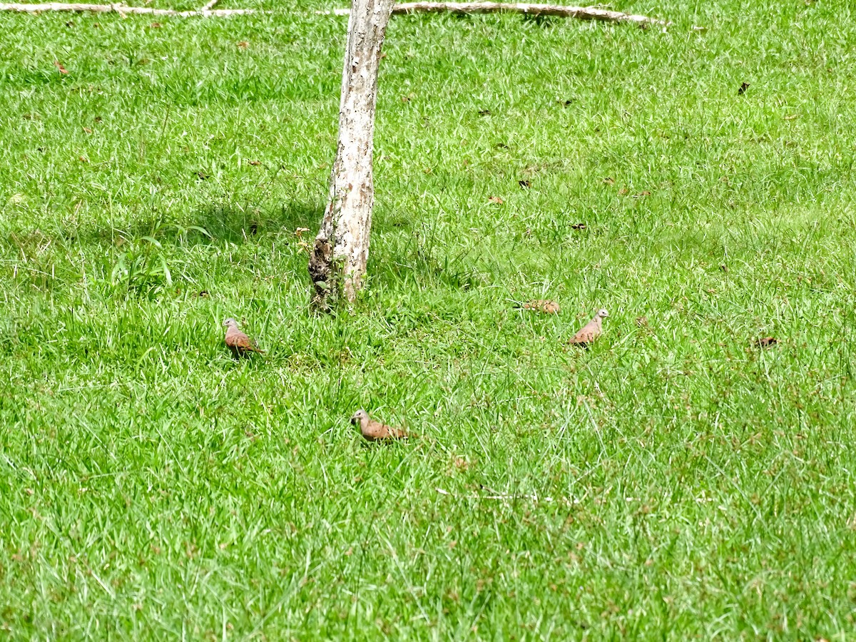 Ruddy Ground Dove - ML646562717