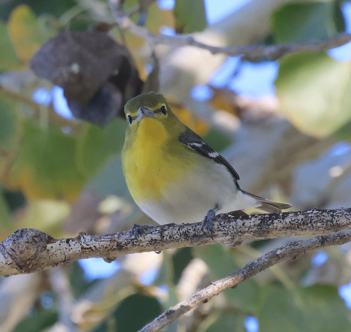 Vireo Gorjiamarillo - ML646562718