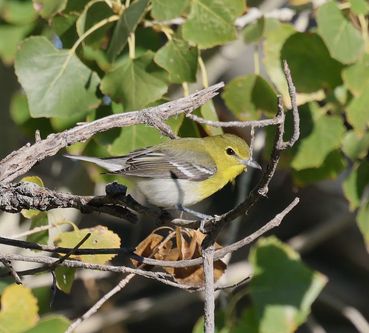Vireo Gorjiamarillo - ML646562720