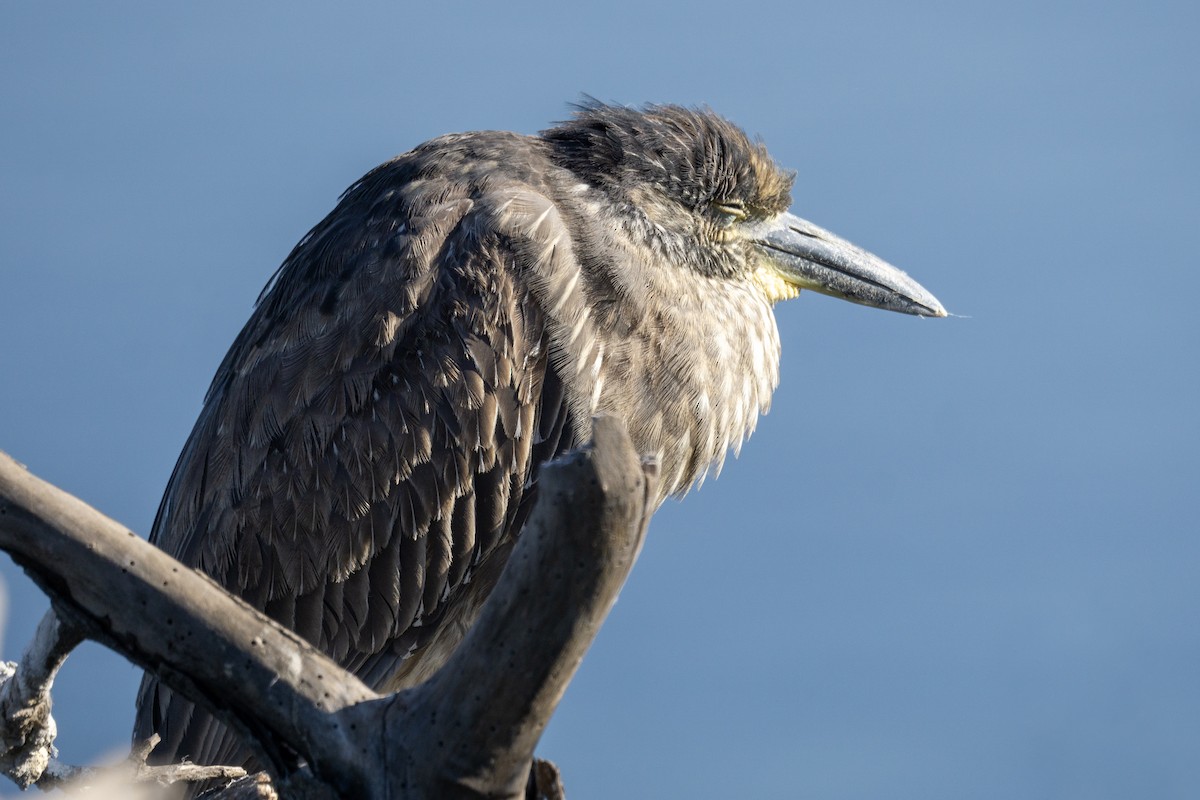 Yellow-crowned Night Heron - ML646562722