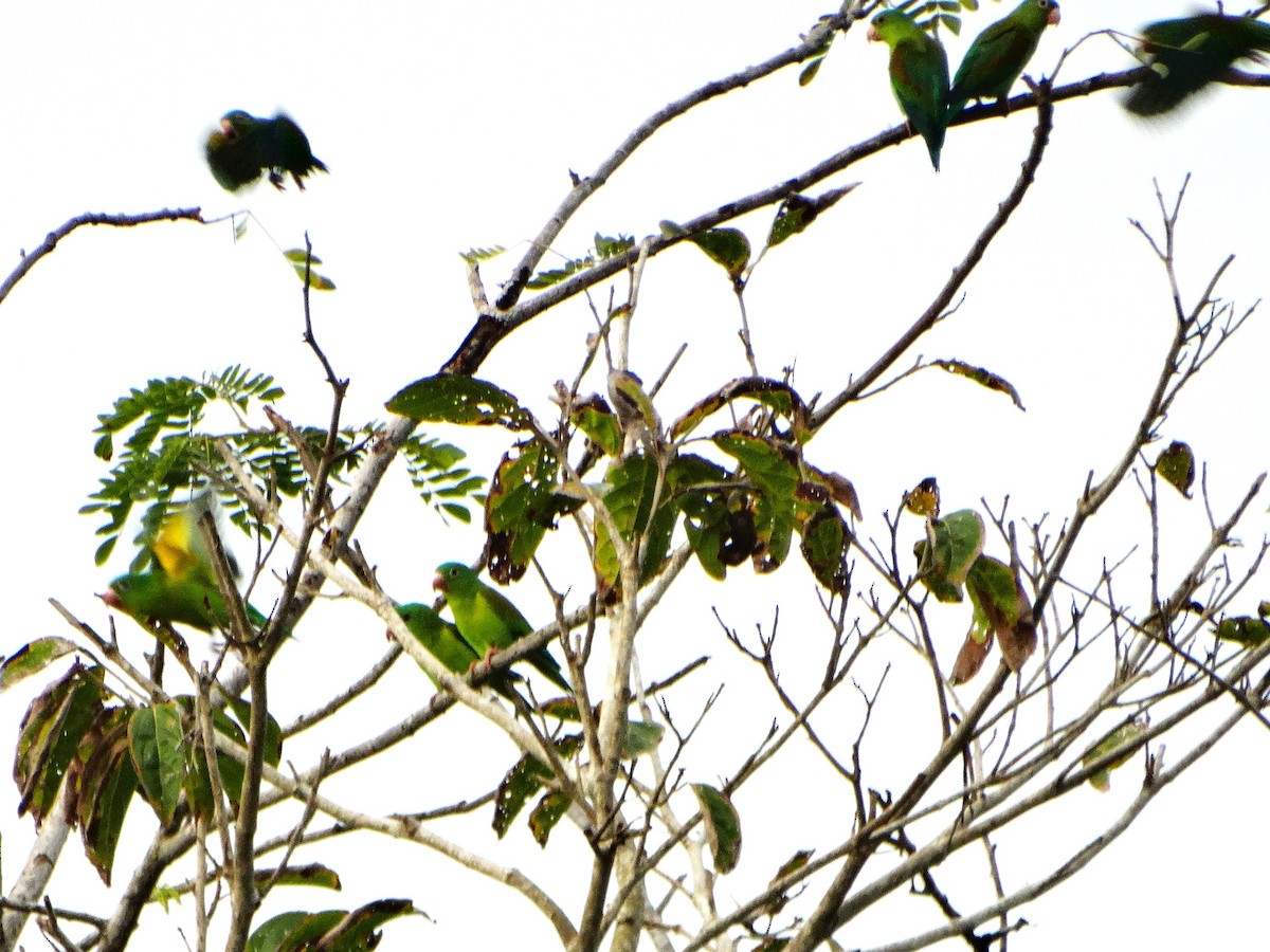 Orange-chinned Parakeet - ML646562726