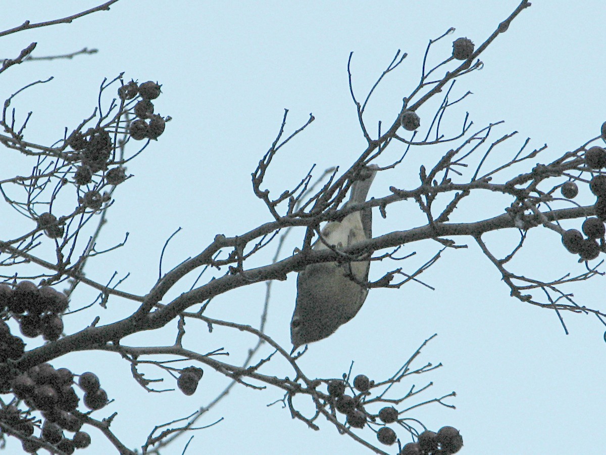 Ruby-crowned Kinglet - ML646562731