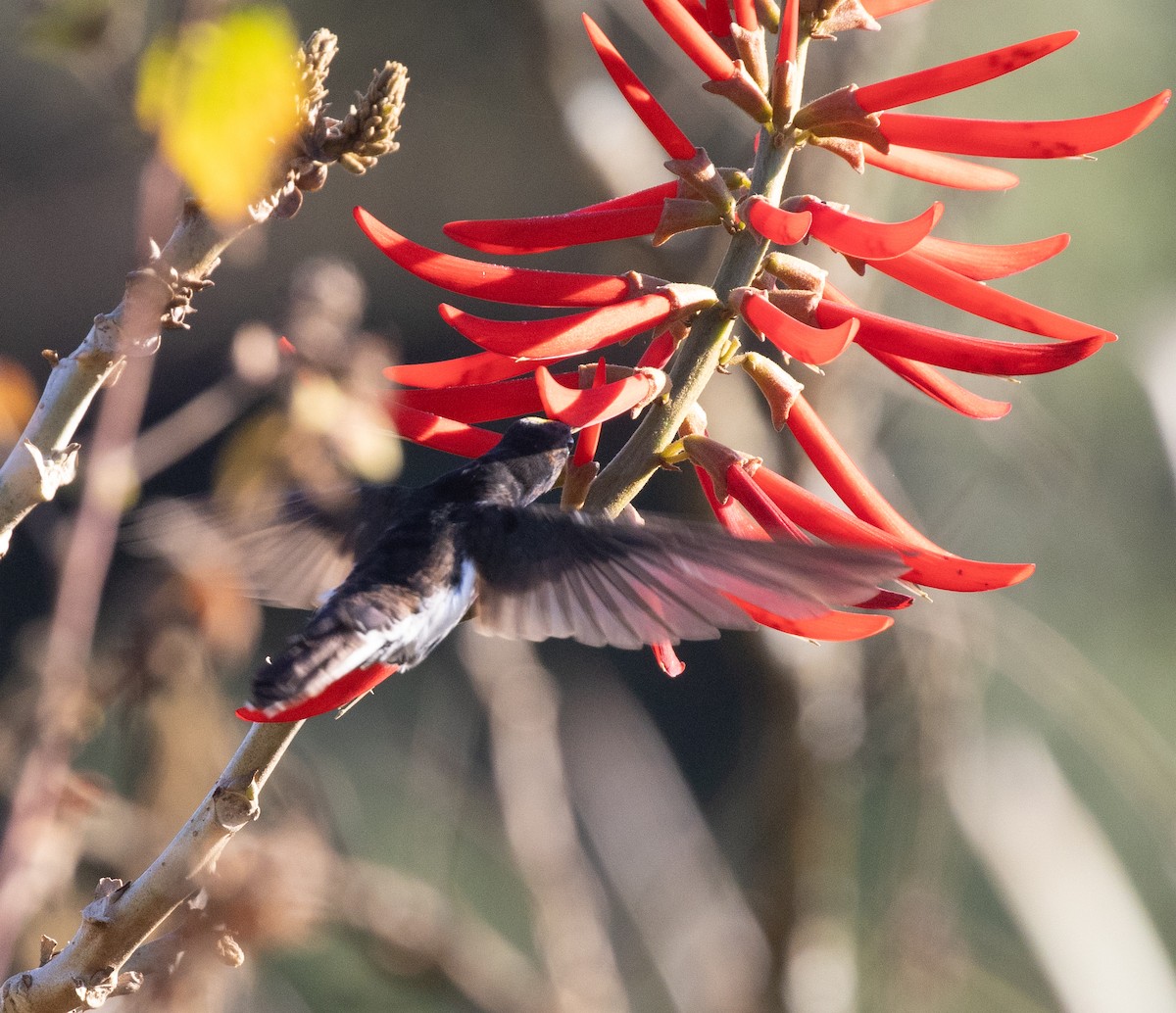 Black Jacobin - ML646562734