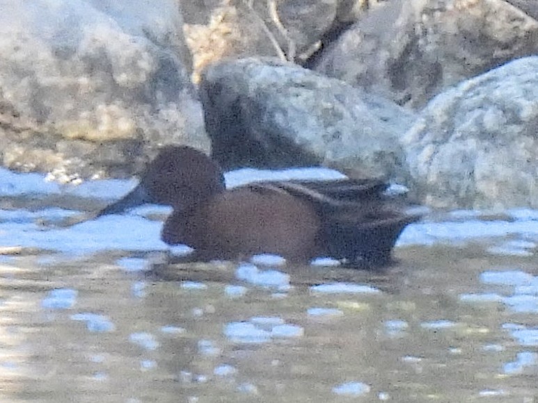 Коричневый чирок - ML646562736