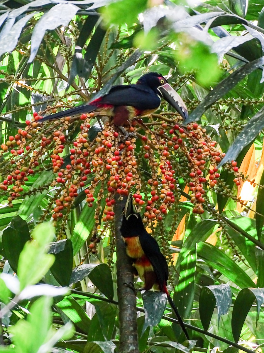 Collared Aracari - ML646562737