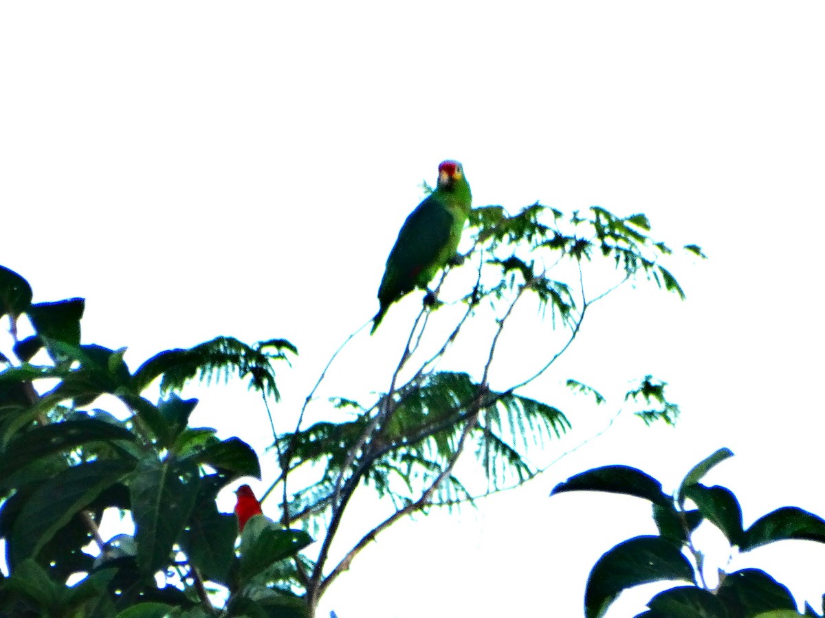 Red-lored Amazon - ML646562738