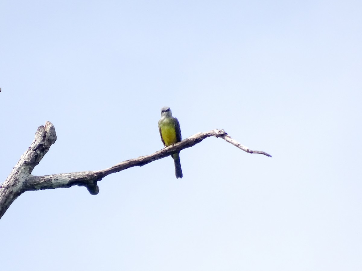 Tropical Kingbird - ML646562741