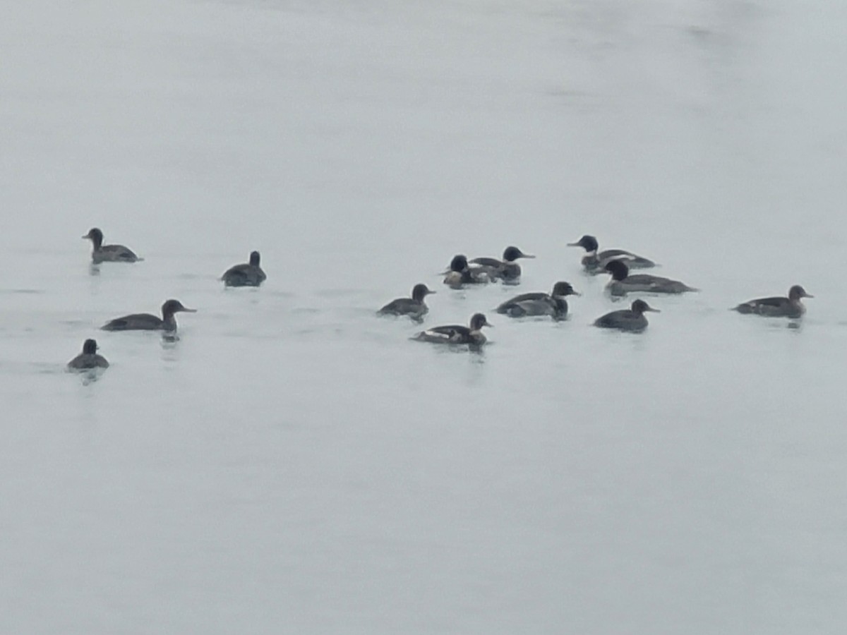 Red-breasted Merganser - ML646562743