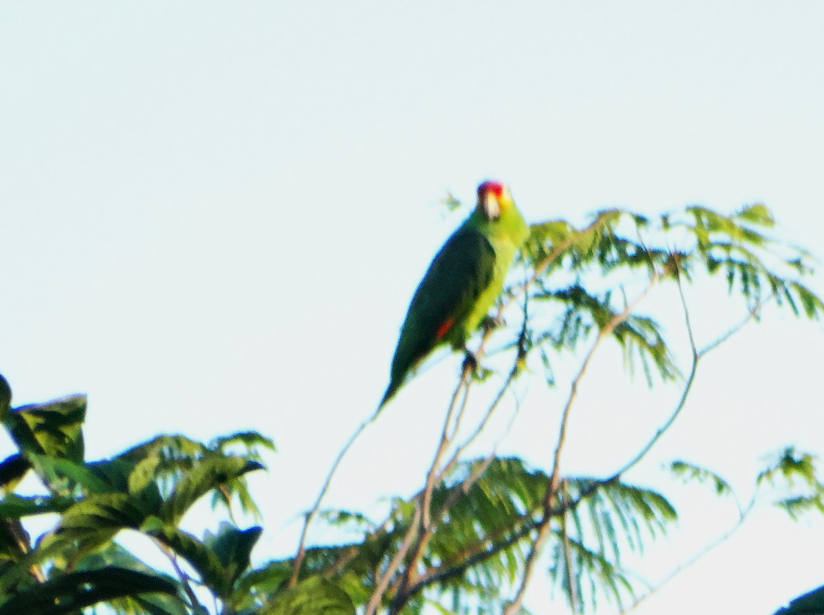 Red-lored Amazon - ML646562744