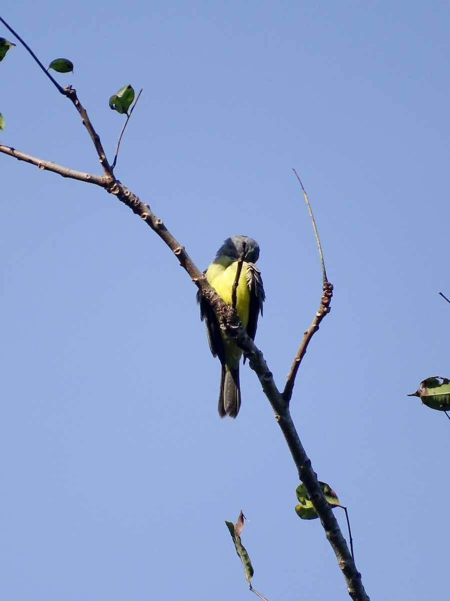 Tropical Kingbird - ML646562745