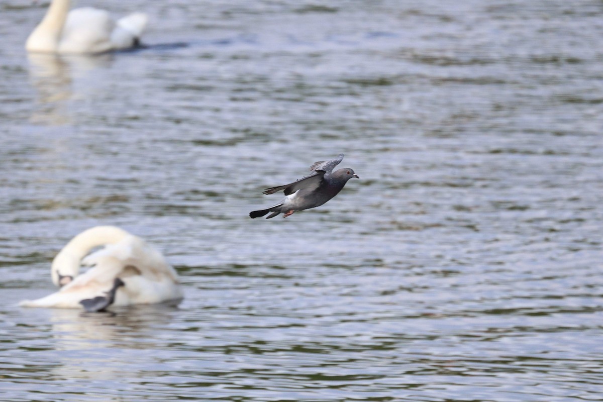 カワラバト（ドバト、家畜型） - ML646562746