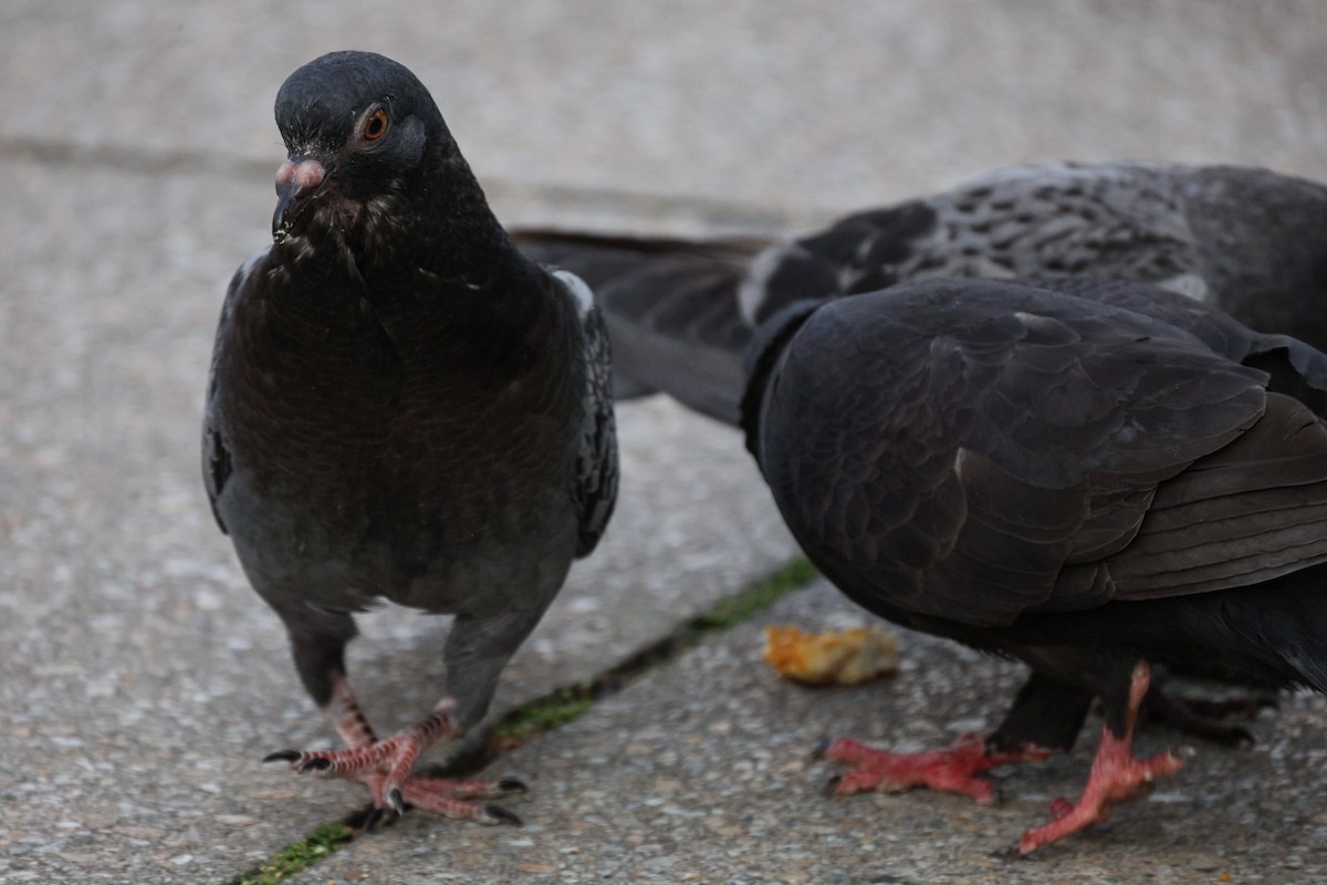 カワラバト（ドバト、家畜型） - ML646562747