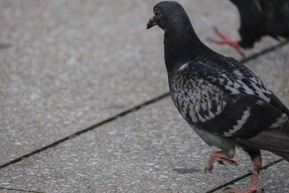 カワラバト（ドバト、家畜型） - ML646562748