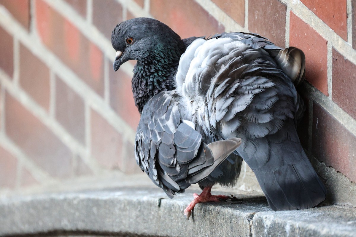 カワラバト（ドバト、家畜型） - ML646562749