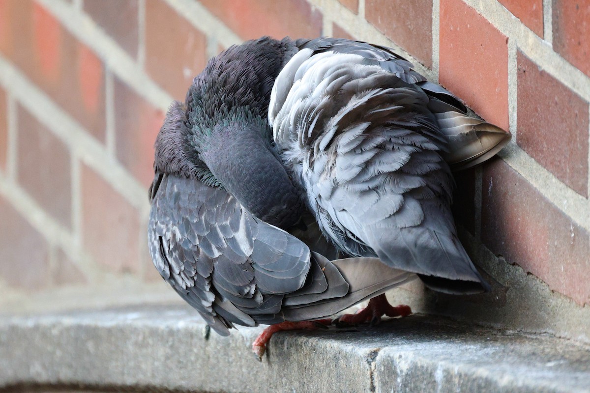 カワラバト（ドバト、家畜型） - ML646562750