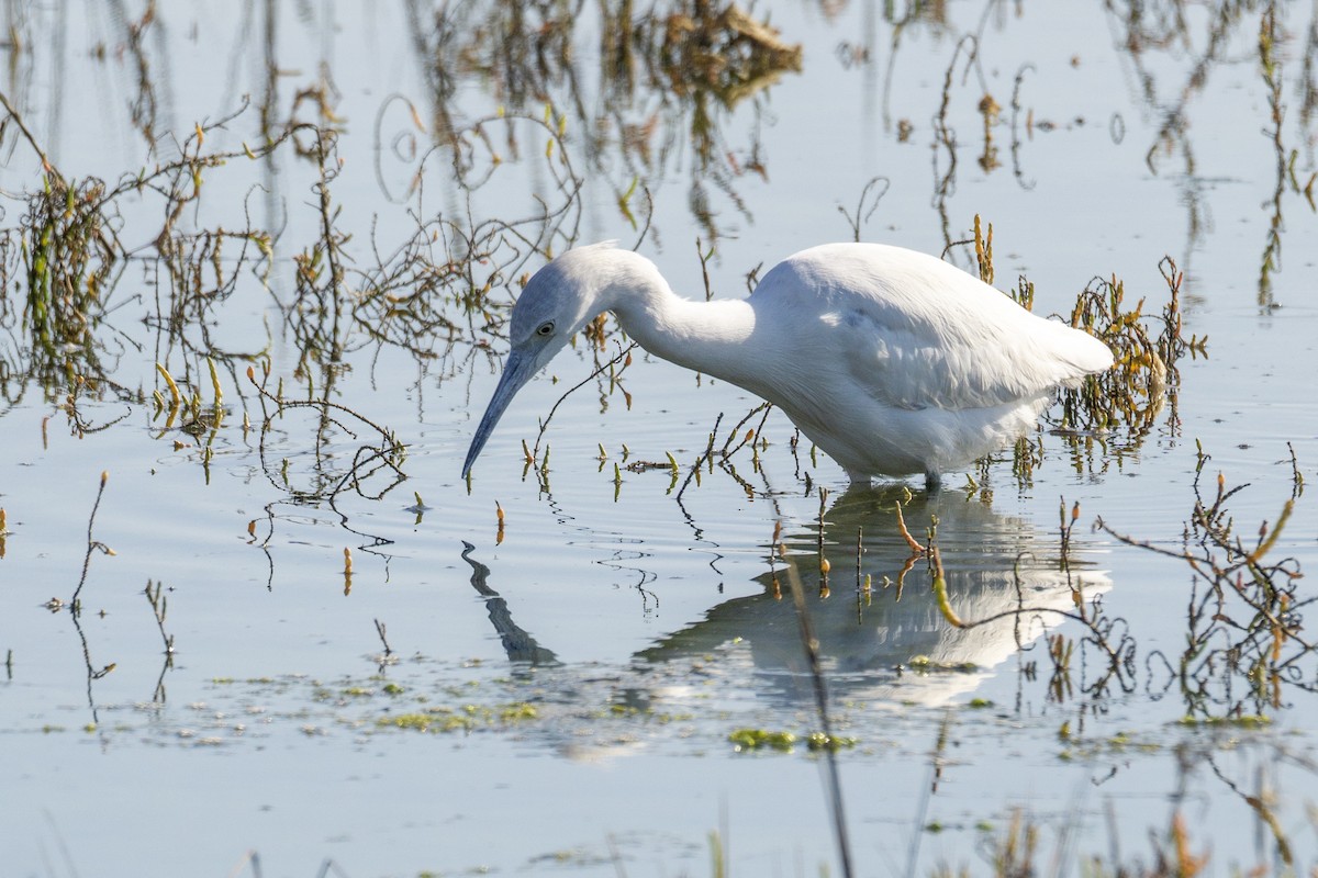 volavka modrošedá - ML646562751