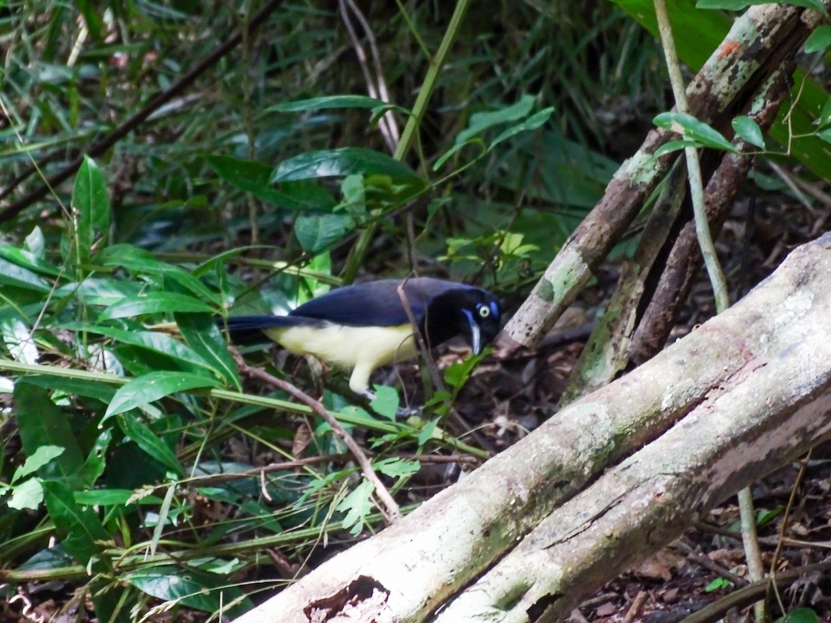 Black-chested Jay - ML646562759